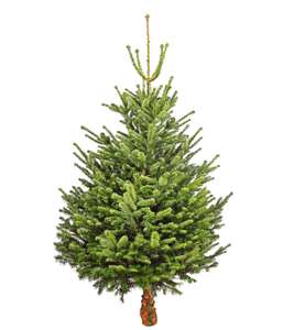 Weihnachtsbaum (Nordmanntanne) 140 cm - 180 cm