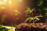 GRATIS Meet&Weed Green Buds: H4CBD Blüten 40%