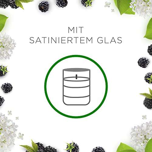 Air Wick Wohlfühl-Duftkerze im Glas – Duft: Brombeere und Holunderblüte – 6 x 105g