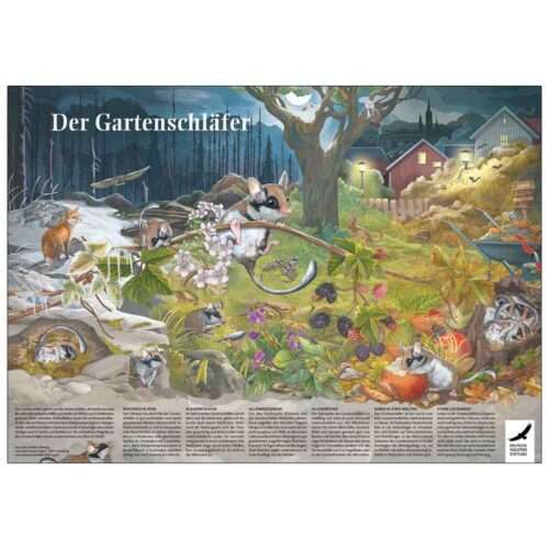 Gratis: Poster & Ausmalbild „Der Gartenschläfer“ kostenlos bestellen