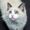 Katzenflüsterer's Avatar
